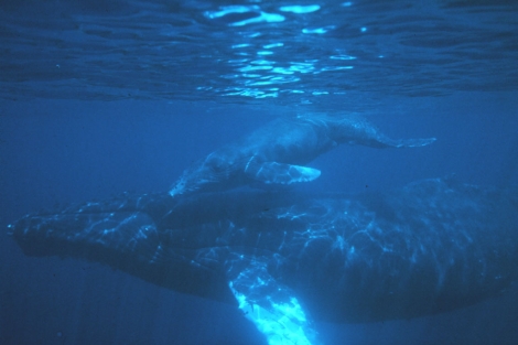 Una ballena jorobada con su cría en aguas de Hawaii