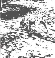 En el centro de la imagen está la cabeza: el hocico busca algo en el suelo y se destaca una de sus orejas.